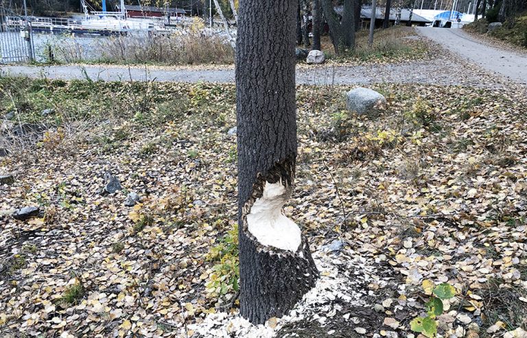 Bävrar vid Bosövarvet